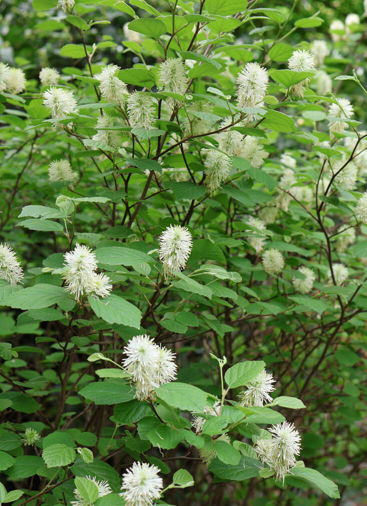 Row of native shrubs planted along a garden fence providing privacy and greenery
